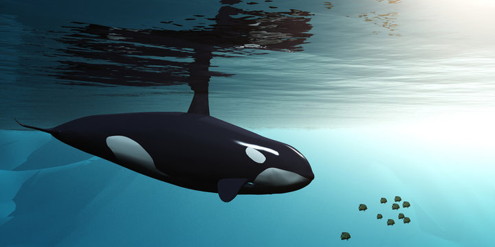 killer whale in the water. underwater.