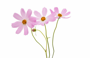 Beautiful Cosmos Flower isolated