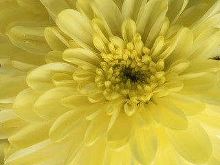 Close up of yellow flower