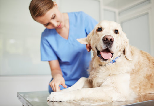 Checkup in vet clinics