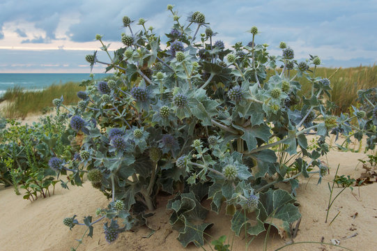 Sea Holly - Eryngium Maritimum