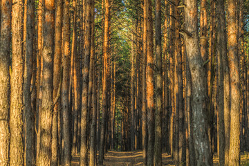 Pine forest. Natural perspective