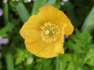 Yellow Welsh Poppy flower growing in the sunshine.