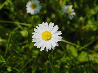 Close up of a single Daisy growing in the sunlight.