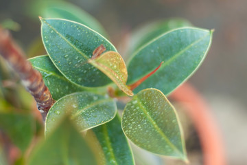 Water droplets on the leaves