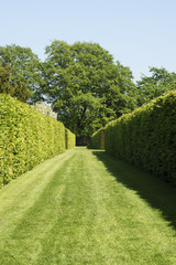 Narrow grass walkway bordered by tall hedges.