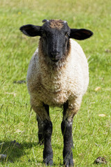 Close up of a Suffolk lamb standing in bright sunlight.