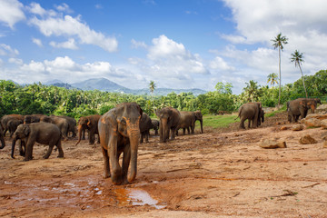 Naklejka na ściany i meble Herd of elephants in the nature