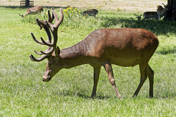 Red Deer stag grazing in bright sunshine.