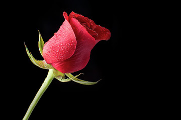 Beautiful and fresh red rose bathed in morning dew on a black background