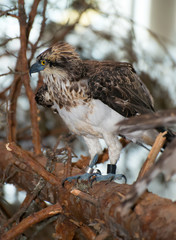 Hawk sitting on a branch.
