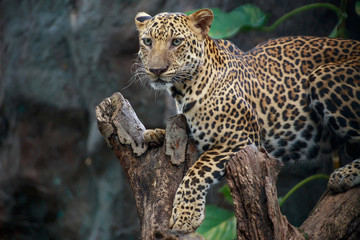 Fototapeta na wymiar Leopard on a branch.