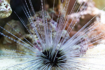 Sea urchin in the depths of the sea.