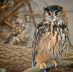 Owl sitting on a branch.