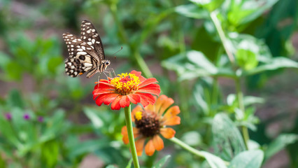 Zinnia flower and has butterfly flying on it in garden.(Soft focus.)
