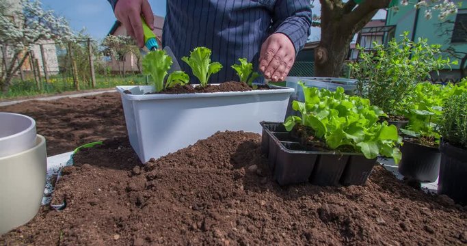 A young gardener has just planted three lettuce heads in a big container and is now adding some more soil into it. He is using a trowel. Close-up shot.
