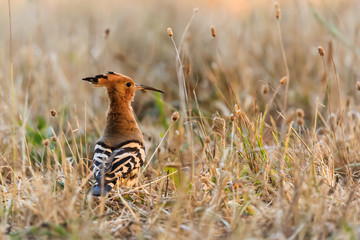 Huppe fasciée - Upupa epops - Eurasian Hoopoe   © imacture