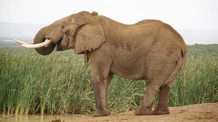 Elefant trinken