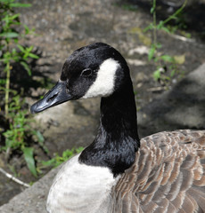 Gans mit schwarz-weiß-Zeichnung