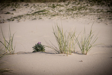 Some grass in the beach sand