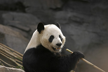 Obraz na płótnie Canvas Panda Bear