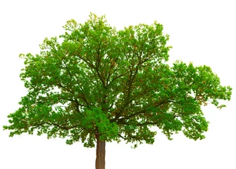 Photo sur Plexiglas Arbres Couronne de vieux chêne isolé sur fond blanc