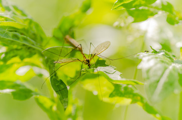 mosquito