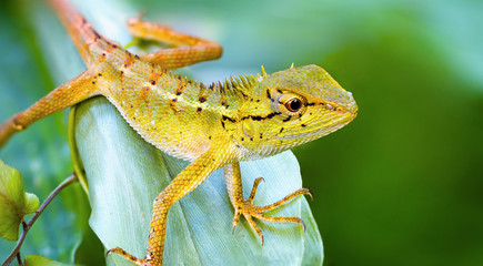 Lizard on the grass. Thailand, Phuket