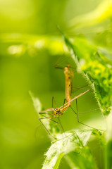 mosquito