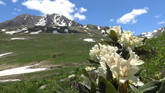 Цветущие рододендроны у подножия горы Оштен. Кавказские горы. Россия.
