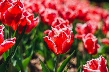 Red tulips with beautiful bouquet background.