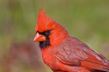 Male, Northern Cardinal, Cardinalis cardinals, 