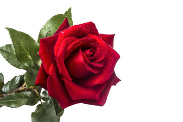 Naklejka premium a fragrant blooming beautiful red rose