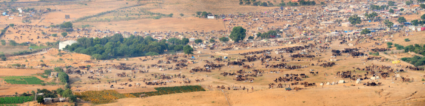 Thousands of Camels and Other Livestock at Pushkar Camel Fair in