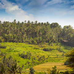 Fototapeta na wymiar Teraced Rice Fields on a Hillside Plantation in Asia