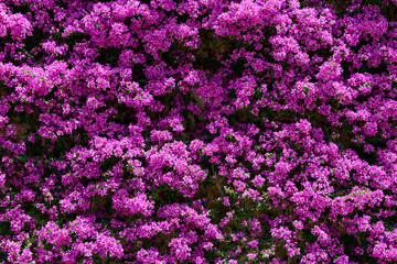 Obraz premium Wall of flowers