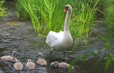 White swan mum with babies swimming in the water