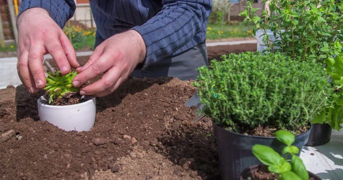 A man is putting a cactus seedling into a white pot plant and he is putting some more soil in it. He is also cleaning the outside. Close-up shot.

