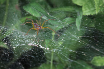 Scary spider lurking in its web