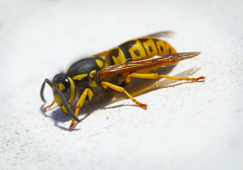 Dangerous black and yellow wasp