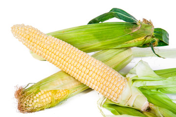 cob young yellow corn isolated on a white backgroun