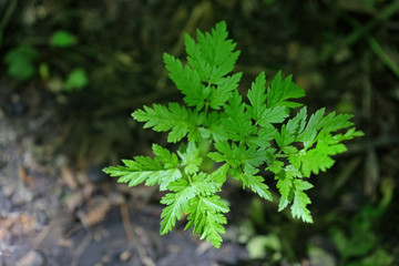 Wild green leaf in a forest