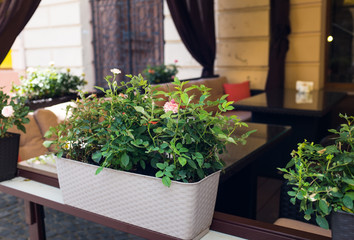 Rose bushes on a summer terrace of city cafe in the street