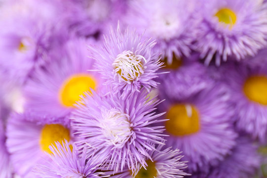 Beautiful violet daisies, close up