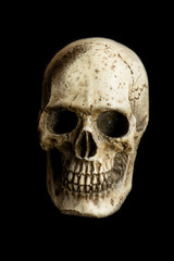 human skull on isolated black background