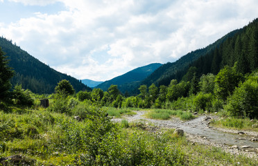 Obraz premium Landscapes of the Carpathian Mountains, natural green forest