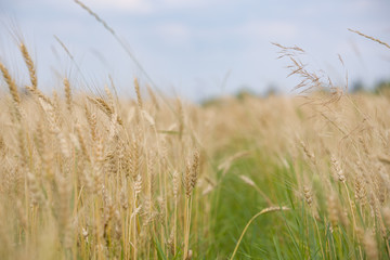 Wheat field on sunny summer day. ears of rye