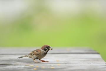eurasian tree sparrow and paddy in mouth standing on wood table