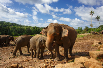 Naklejka na ściany i meble Herd of elephants in the nature