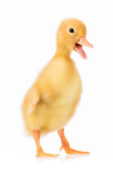 Cute domestic duckling isolated on white background